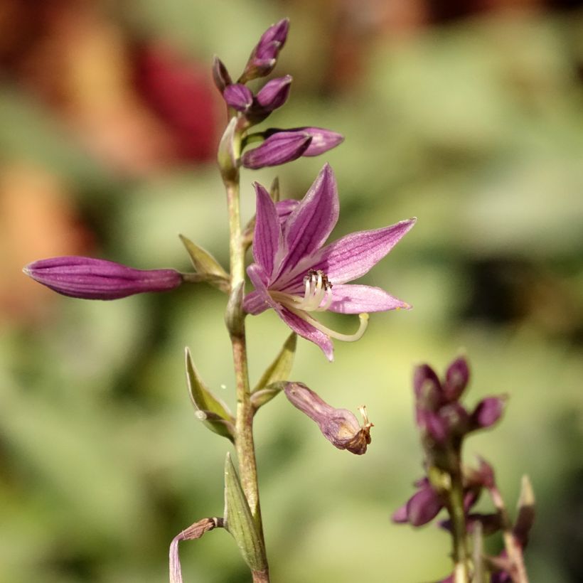 Hosta Little Devil (Fioritura)