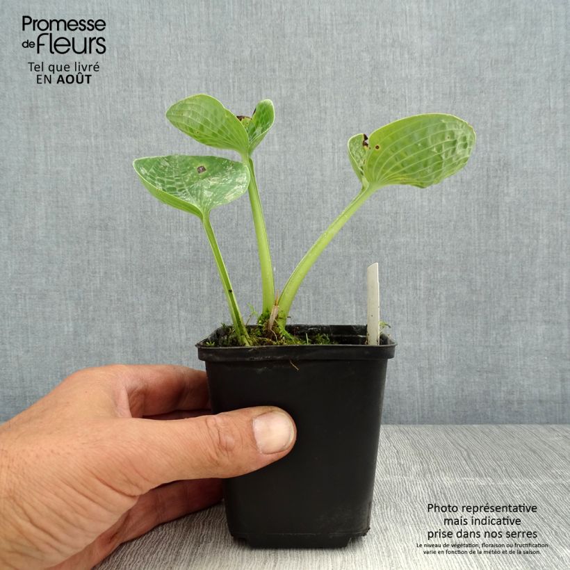 Esemplare di Hosta Love Pat Vasetto da 8/9 cm consegnato in estate