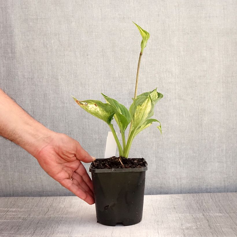 Esemplare di Hosta Midnight at the Oasis Vaso da 1,5L/2L consegnato in estate