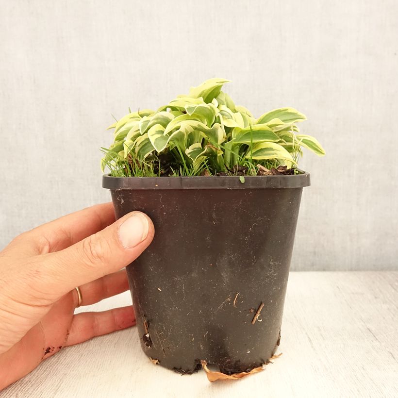 Esemplare di Hosta Mini Skirt Vaso da 1,5L/2L consegnato in estate