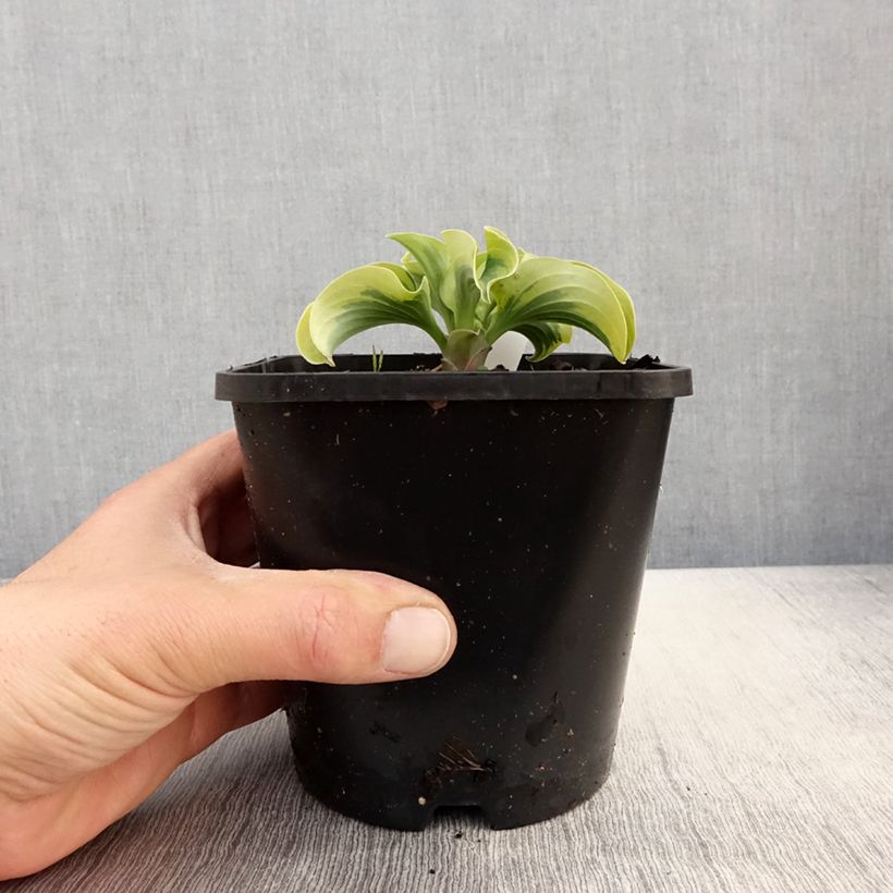Hosta Mini Skirt Pot de 1,5L/2L esemplare consegnato in primavera