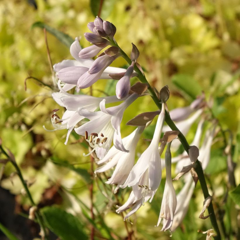 Hosta montana Yellow River (Fioritura)
