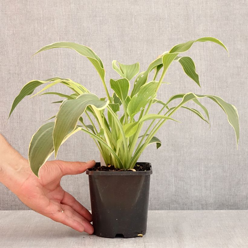 Esemplare di Hosta montana Yellow River Vaso da 1,5L/2L consegnato in estate