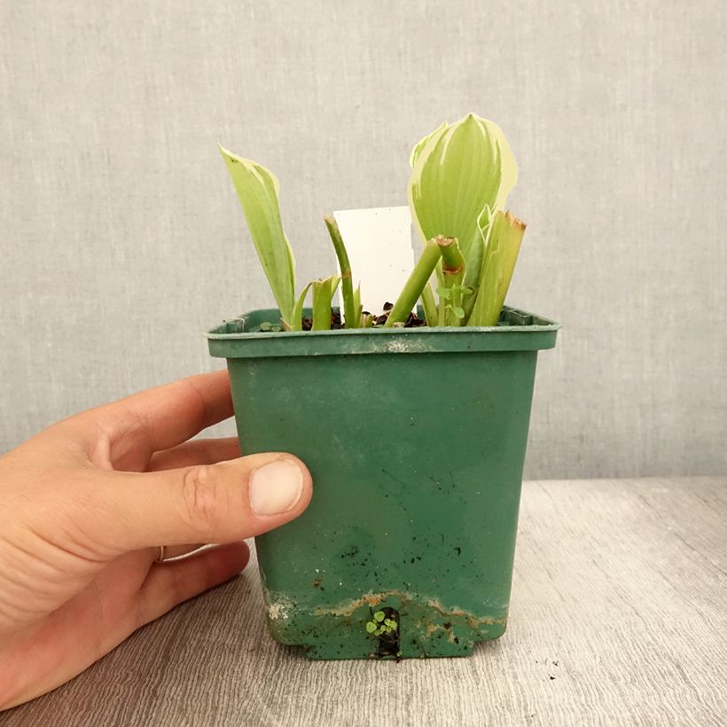 Esemplare di Hosta Moonlight Vaso da 1L/1,5L consegnato in estate