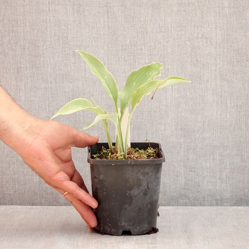 Esemplare di Hosta Neptune Vaso da 1,5L/2L consegnato in estate
