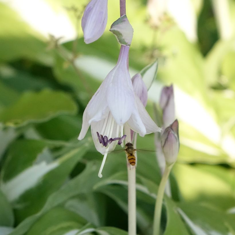 Hosta Night Before Christmas (Fioritura)
