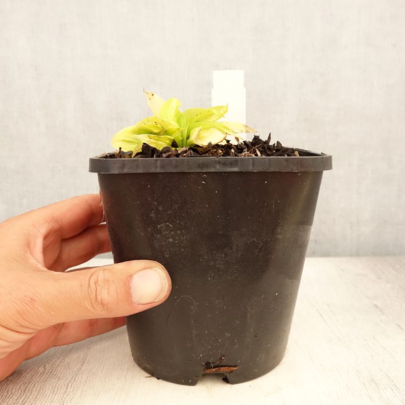Esemplare di Hosta Obi-One Kenobi Vaso da 1,5L/2L consegnato in estate