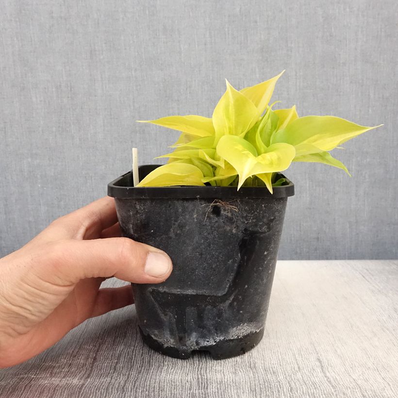 Hosta Obi-One Kenobi Pot de 1,5L/2L esemplare consegnato in primavera