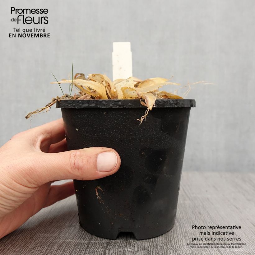 Esemplare di Hosta Orange Star Vaso da 1,5L/2L come consegnato in autunno