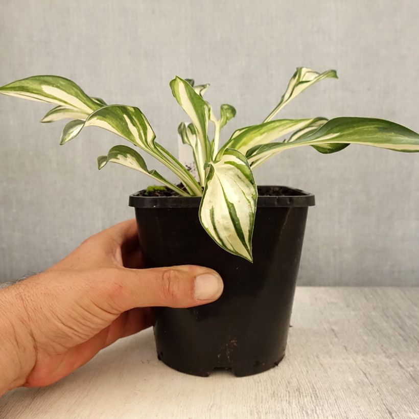 Esemplare di Hosta Fireworks Vaso da 1,5L/2L consegnato in estate