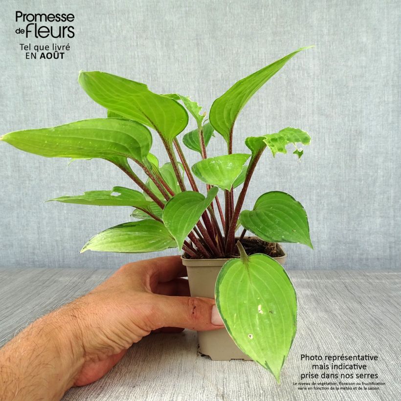 Esemplare di Hosta Paradise Island Vasetto da 8/9 cm consegnato in estate
