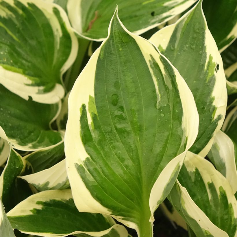 Hosta fortunei Patriot's Fire (Fogliame)