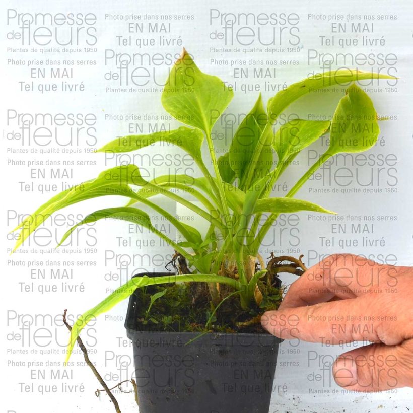 Esempio di esemplare Hosta plantaginea Aphrodite - Giglio d'agosto Vasetto da 8/9 cm come consegnato