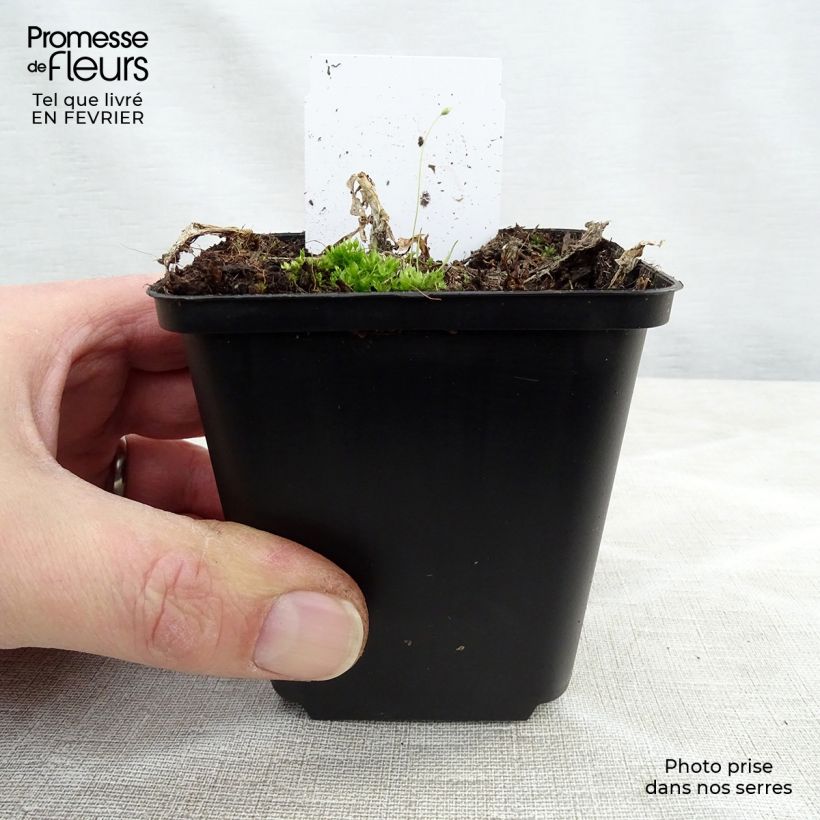 Hosta plantaginea f. grandiflora - Giglio d'agosto Vasetto da 8/9 cm esemplare consegnato in inverno
