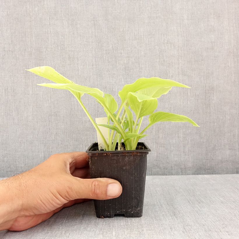 Esemplare di Hosta plantaginea var. japonica - Giglio d'agosto Vasetto da 8/9 cm consegnato in estate