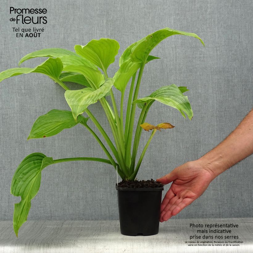 Esemplare di Hosta plantaginea Venus - Giglio d'agosto Vaso da 1,5L/2L consegnato in estate