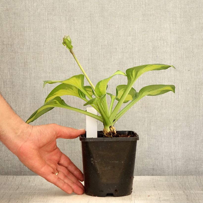 Esemplare di Hosta Pocketfull of Sunshine Vaso da 1,5L/2L consegnato in estate