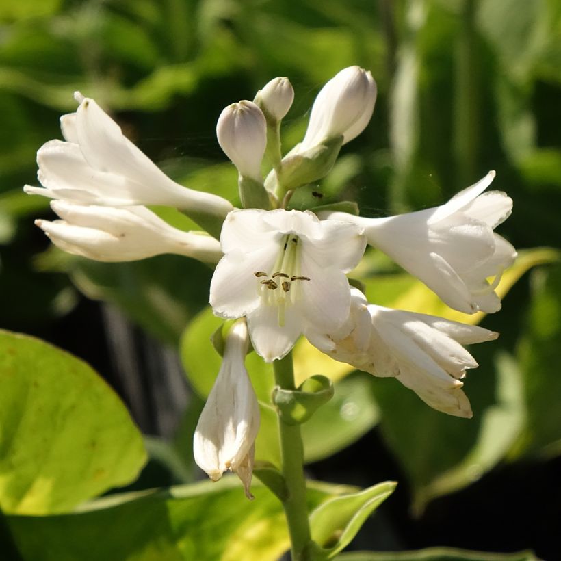 Hosta Pocketfull of Sunshine (Fioritura)