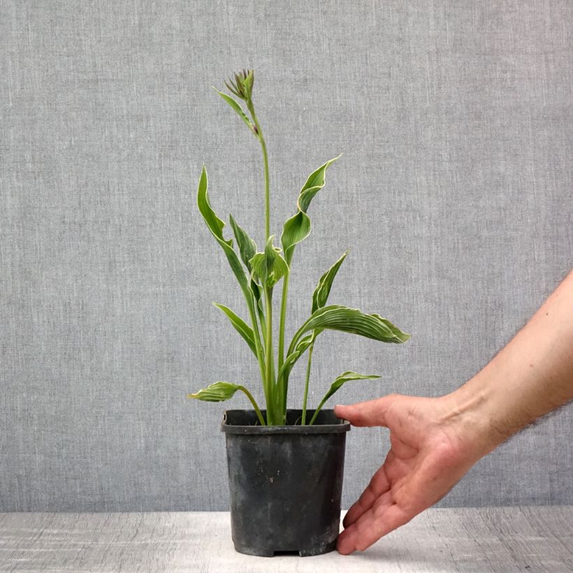 Esemplare di Hosta Praying Hands Vaso da 1,5L/2L consegnato in estate
