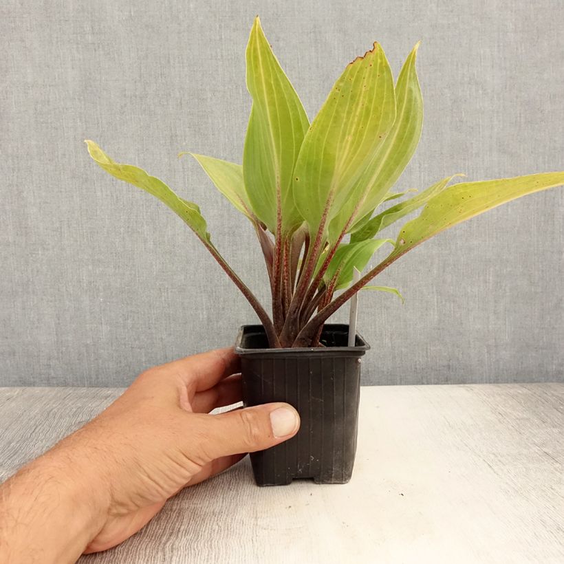 Esemplare di Hosta Purple Heart Vasetto da 8/9 cm consegnato in estate