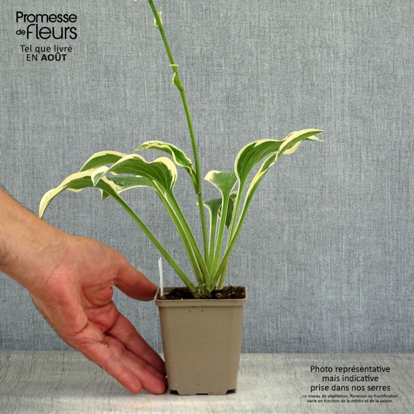 Esemplare di Hosta Queen Josephine Vasetto da 8/9 cm consegnato in estate