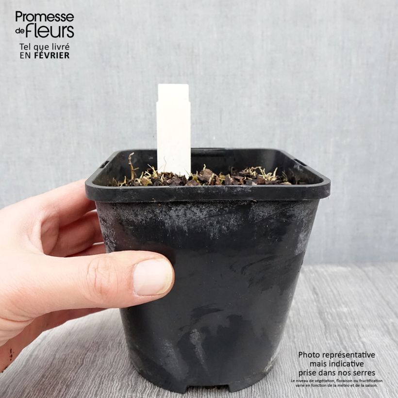 Hosta Rainbows End Vaso da 1,5L/2L esemplare consegnato in inverno