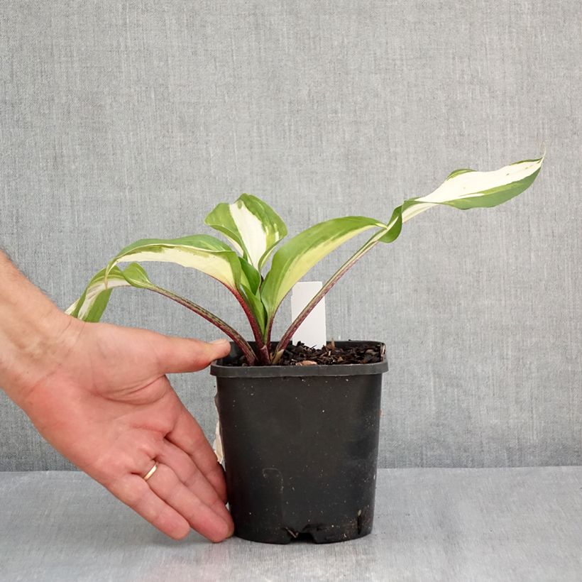 Esemplare di Hosta Raspberry Sundae Vaso da 1,5L/2L consegnato in estate