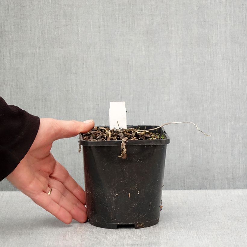 Hosta Raspberry Sundae Pot de 1,5L/2L esemplare consegnato in primavera