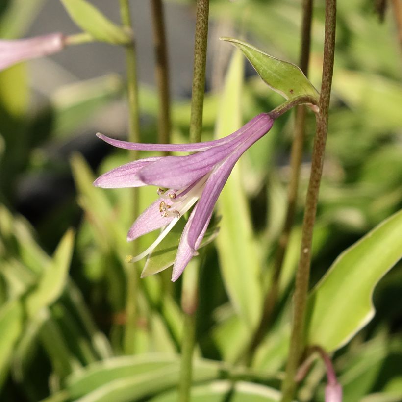 Hosta Raspberry Sundae (Fioritura)