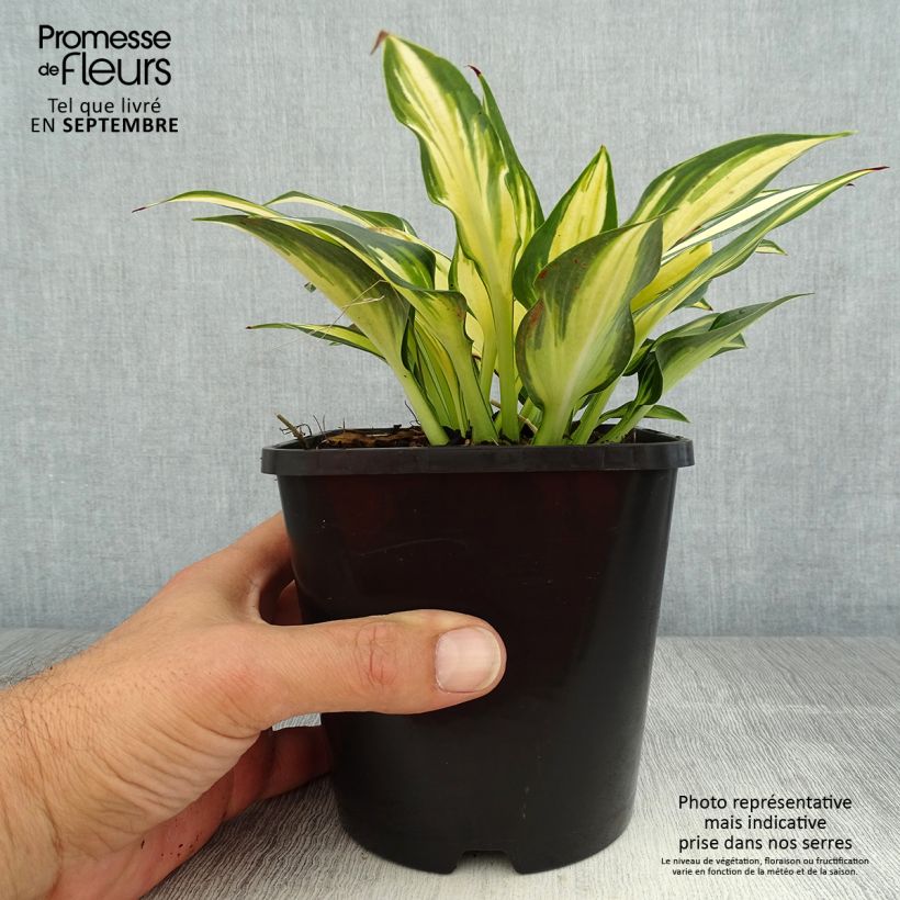 Esemplare di Hosta Remember Me Vaso da 1,5L/2L consegnato in estate