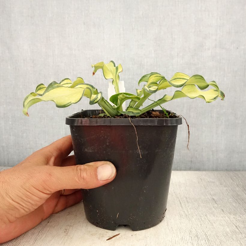 Esemplare di Hosta Ripple Effect Vaso da 1,5L/2L consegnato in estate