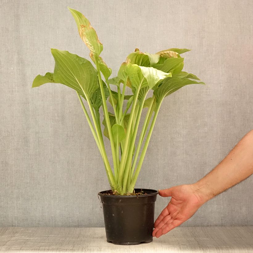 Esemplare di Hosta Royal Standard Vaso da 2L/3L consegnato in estate