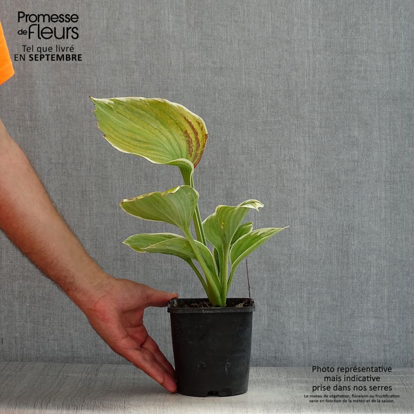 Esemplare di Hosta fluctuans Sagae Vaso da 1,5L/2L consegnato in estate