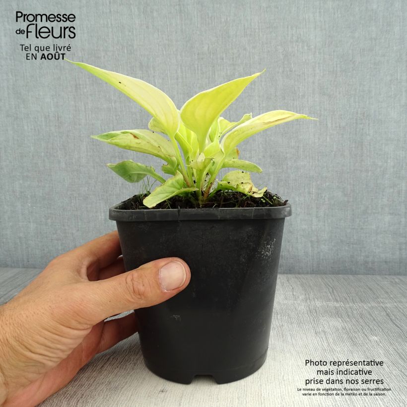 Esemplare di Hosta Saint Elmo's Fire Vaso da 1,5L/2L consegnato in estate