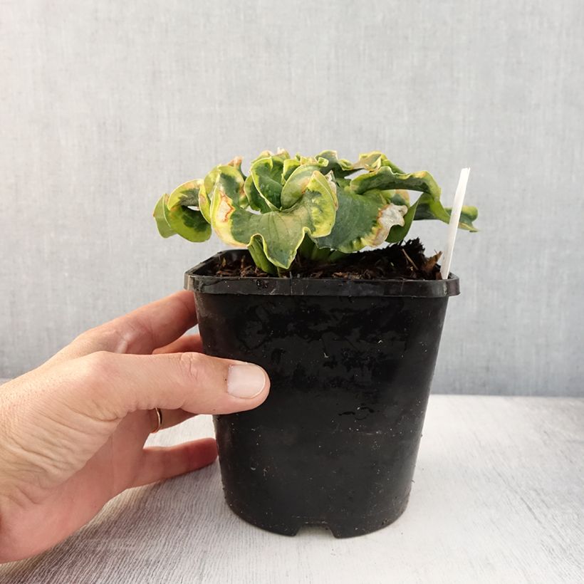 Esemplare di Hosta School Mouse Vaso da 1,5L/2L consegnato in estate