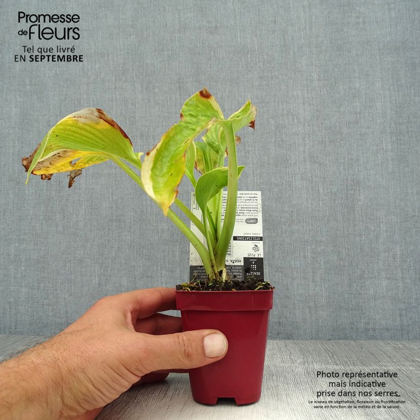 Esemplare di Hosta sieboldiana Frances williams Vasetto da 8/9 cm consegnato in estate