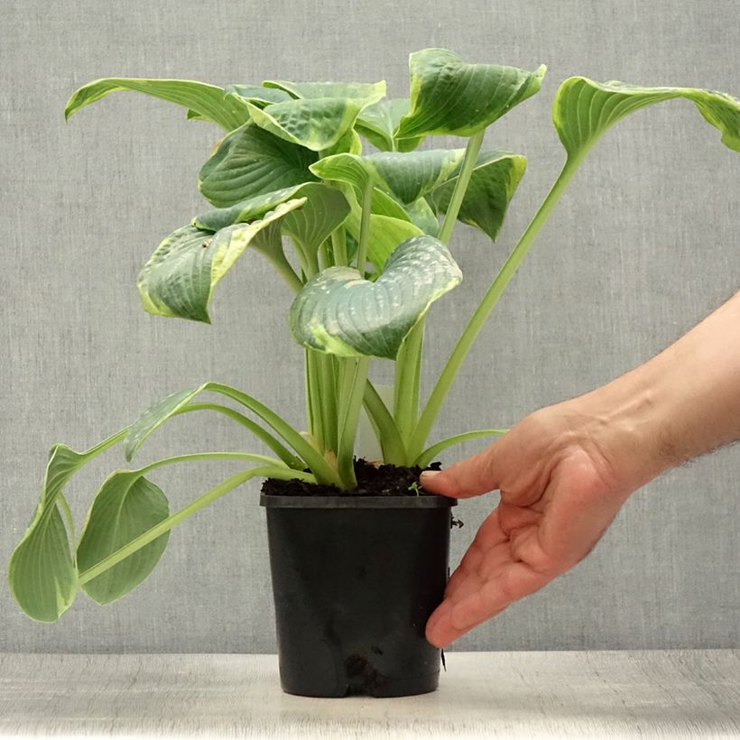 Esemplare di Hosta sieboldiana Frances williams Vaso da 2L/3L consegnato in estate