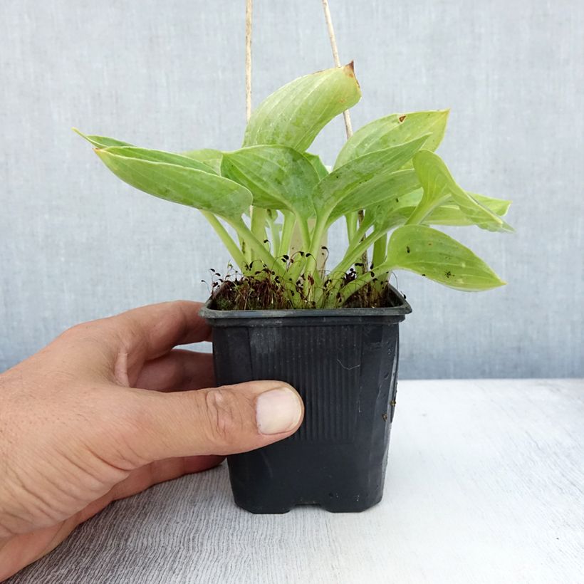 Esemplare di Hosta sieboldiana Vasetto da 8/9 cm consegnato in estate