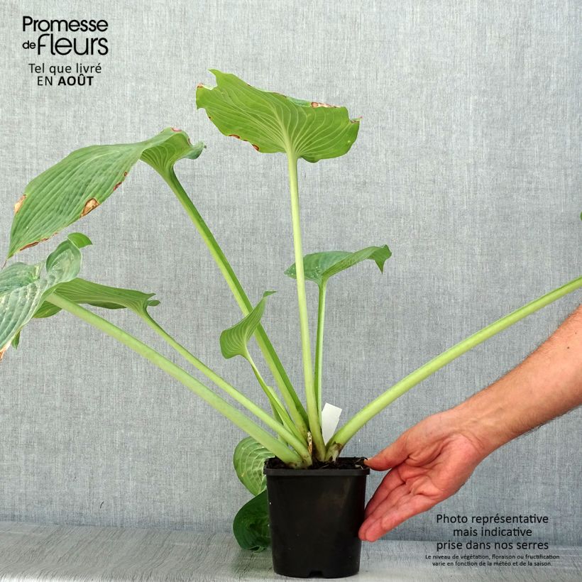 Esemplare di Hosta sieboldiana var. elegans Vaso da 1,5L/2L consegnato in estate