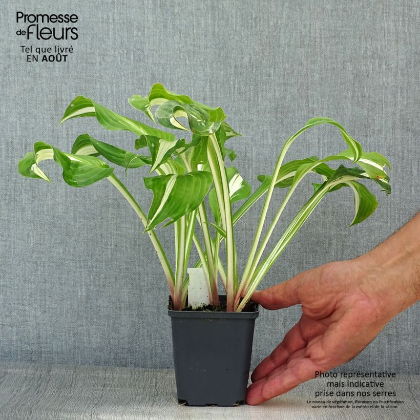 Esemplare di Hosta sieboldii Kabitan Vasetto da 8/9 cm consegnato in estate