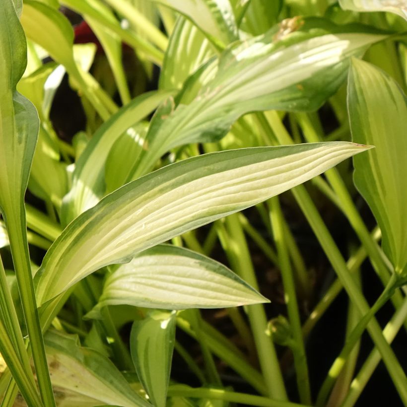 Hosta Sizzle (Fogliame)