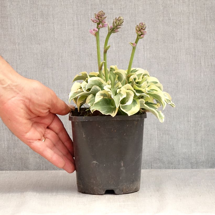 Esemplare di Hosta Smiling Mouse Vaso da 1,5L/2L consegnato in estate
