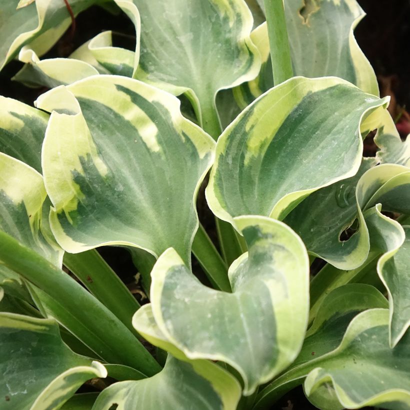 Hosta Smiling Mouse (Fogliame)