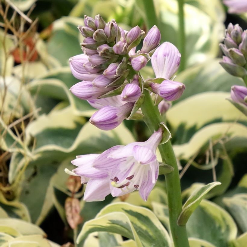 Hosta Smiling Mouse (Fioritura)