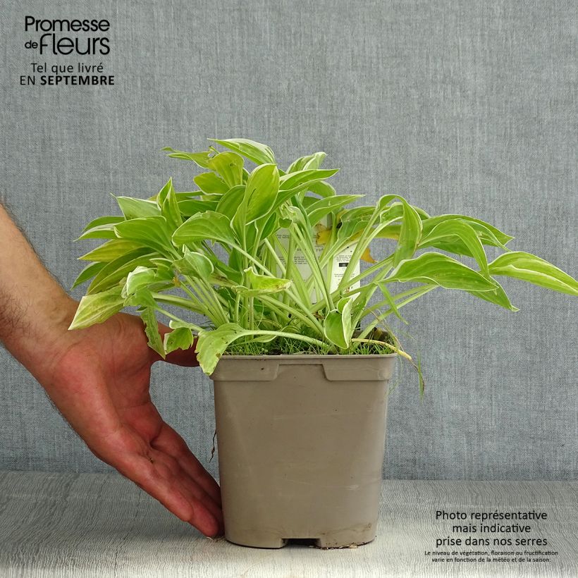 Esemplare di Hosta So Sweet Vaso da 2L/3L consegnato in estate
