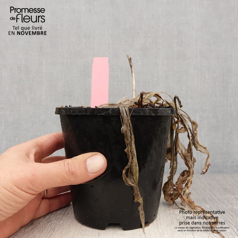 Esemplare di Hosta Spartacus Vaso da 1,5L/2L come consegnato in autunno