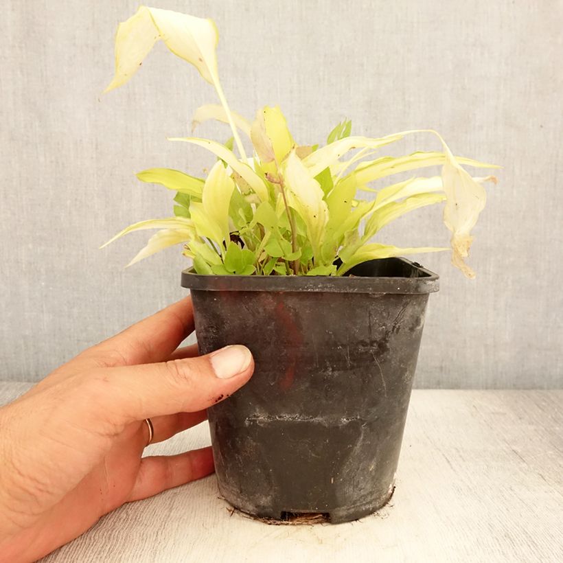 Esemplare di Hosta Spritzer Vaso da 1,5L/2L consegnato in estate