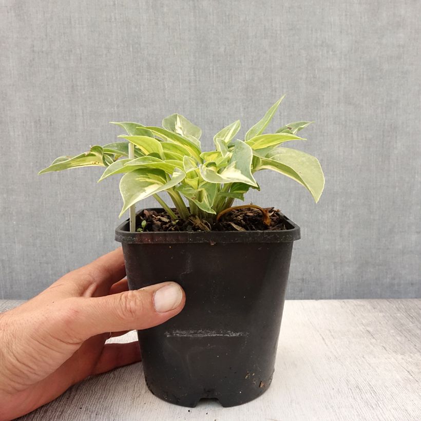 Esemplare di Hosta Stand by Me Vaso da 1,5L/2L consegnato in estate