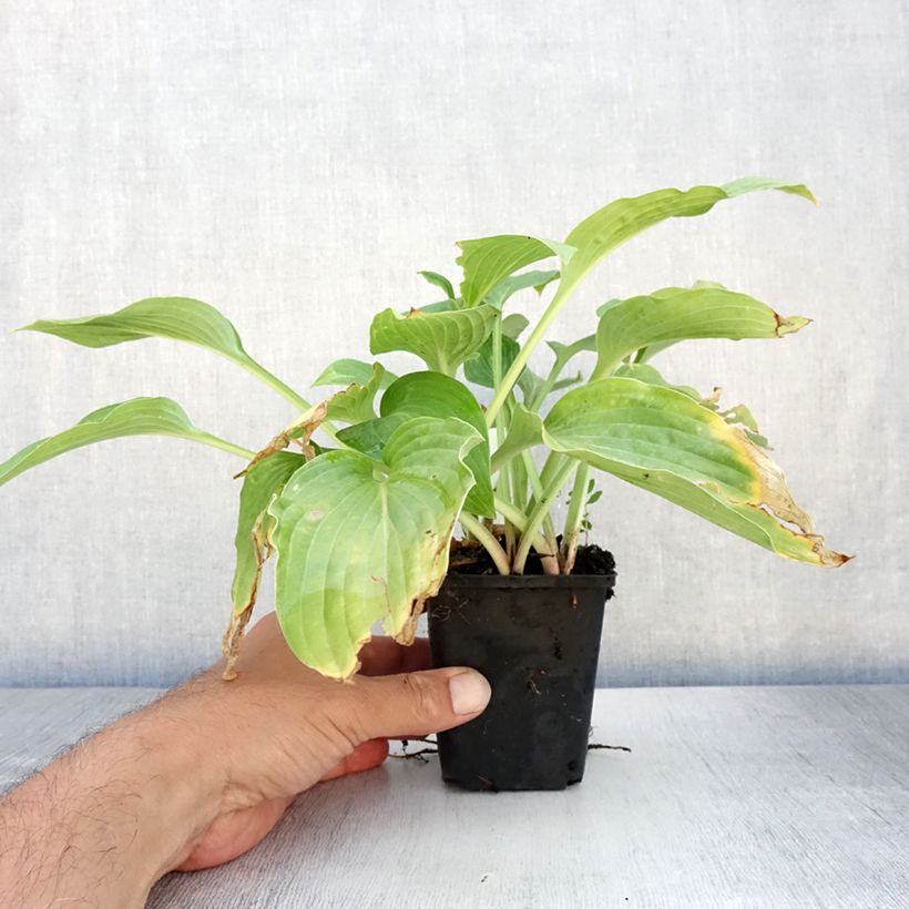 Esemplare di Hosta Striptease Vasetto da 8/9 cm consegnato in estate