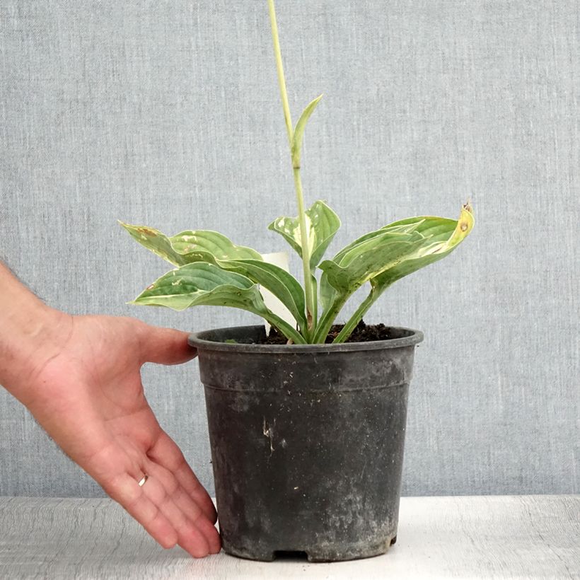 Esemplare di Hosta Striptease Vaso da 2L/3L consegnato in estate